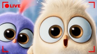 🔴 LIVE Angry Birds Party | Non-Stop Hatchling Fun! 💜🤍