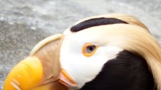 underwater puffin amazing