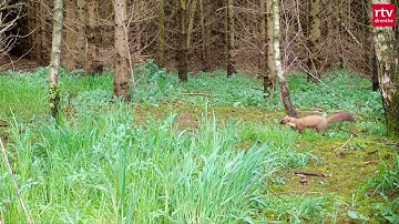 Behendige boommarter op de Hondsrug | Wildcam