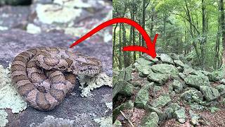 Hiking to find Snakes in the Mountains of Pennsylvania