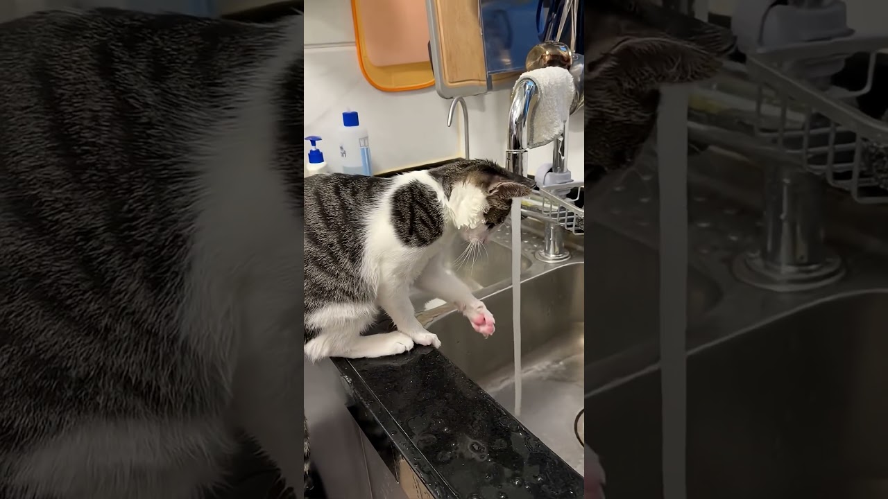 Funniest Cats and Dogs Videos 😼🐶 Try Not To Laugh 😜 Part (40)