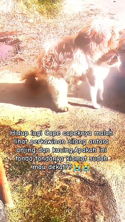 momen lucu ketika lihat perkawinan silang antara kucing dan anjing ‼️‼️‼️#lucu #bikinngakak #shorts