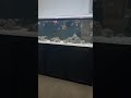 4 large cichlid tanks in one basement 