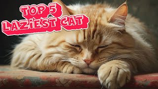 TOP 5 LAZIEST CAT BREEDS