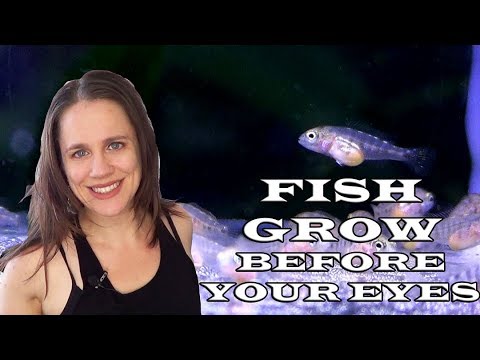 tropical fish tank supplies Watch fish grow before your eyes - Aulonocara Fry