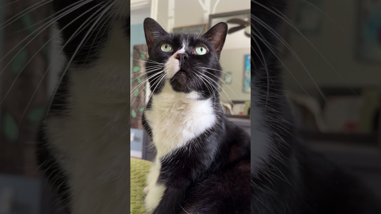 Everyone needs an Onyx. 🖤🤍