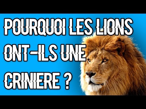 Vidéo: Les lionnes peuvent-elles avoir une crinière ?