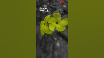 how to photo editing || flowers background blur and colour || how to photo editing in Snapseed