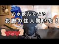 【ASMR音フェチ】朝、お水を飲みました。お腹の住人どう騒ぐかな？（お腹の音）【ASMR癒しのしずく】