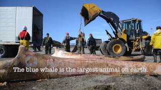 Unparalleled Opportunity: ROM collects rare blue whale