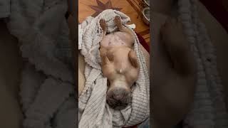 Moment of Serenity for a Sleeping Dog