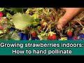 Growing strawberries indoors: how to hand pollinate