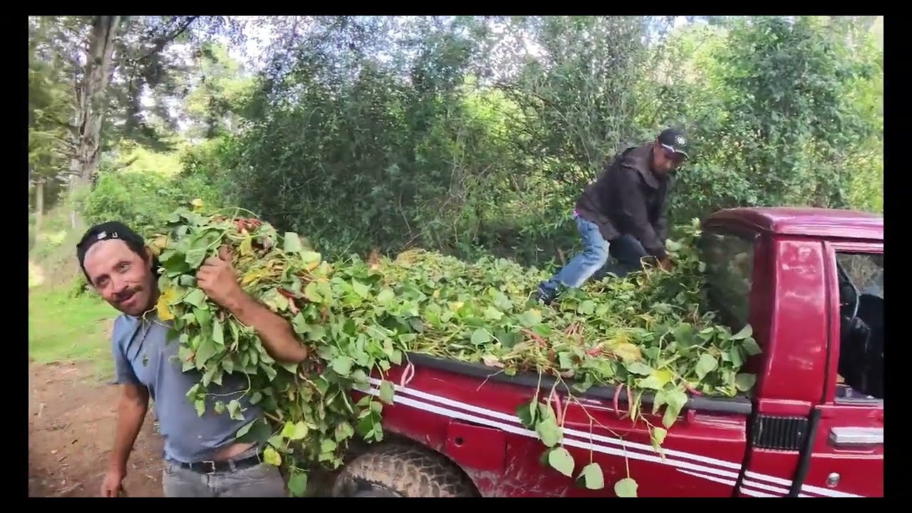 DESCUBRI A ESTOS AGRICULTORES CON LAS MANOS EN LOS FRIJOLES