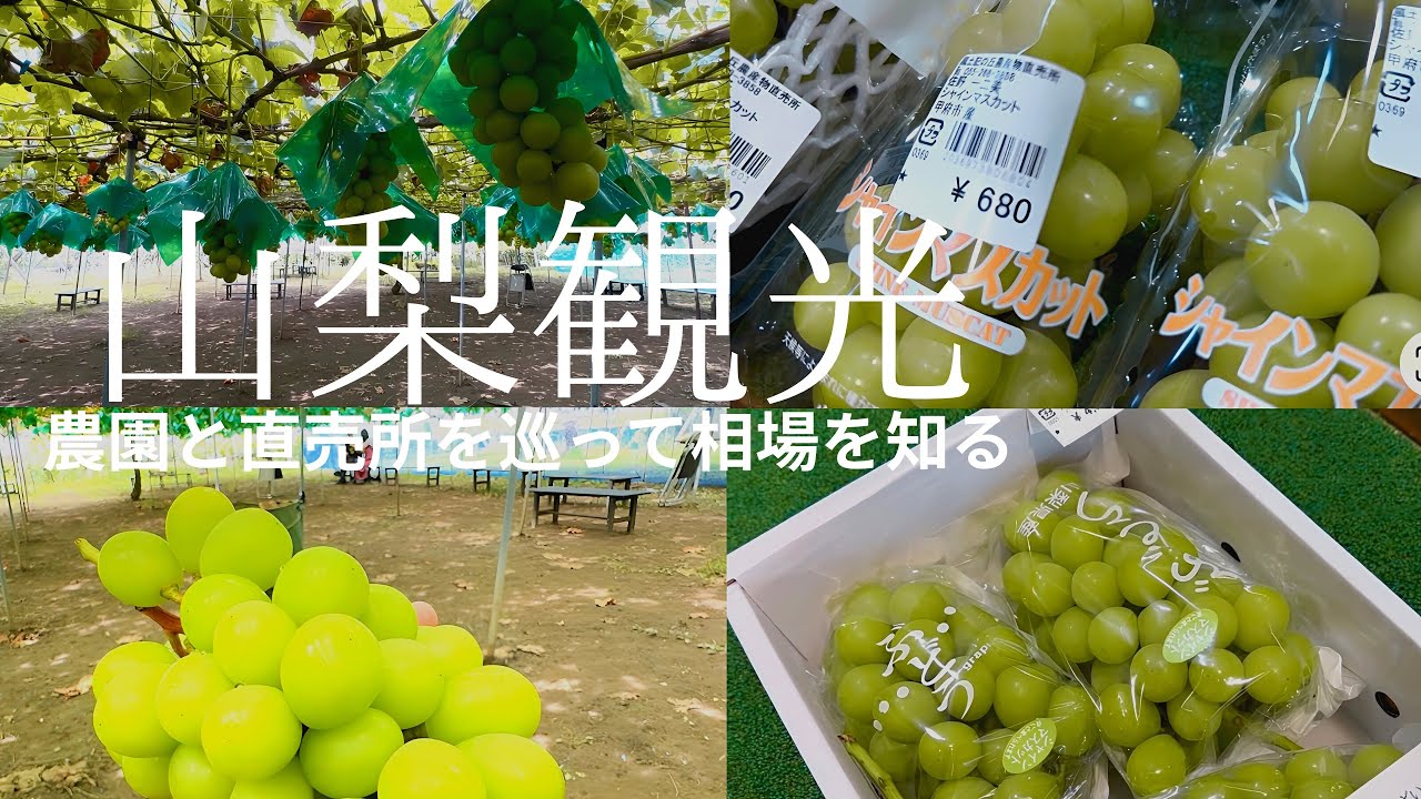 【山梨シャインマスカット旅】2025シャインマスカット狩り&食べ放題！今年のシャイマは本当に粒が小さくてスカスカ？農園と直売所を巡って検証します！【勝沼のぶどう】