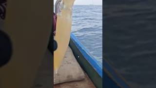 Narik cumi‼️#mancing #jepara #fyp #sabiki #cumi #handline #fypシ゚viral #trending #fishing #jigging