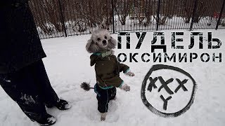 ОКСИМИРОН ПУДЕЛЬ?! ЖИВОТНЫЙ VERSUS ОКСИМИРОН ПУДЕЛЬ?! ЖИВОТНЫЙ VERSUS