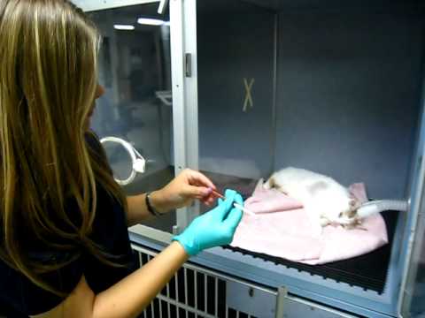 Videó: Pajzsmirigy Betegség Kutyákban és Macskákban