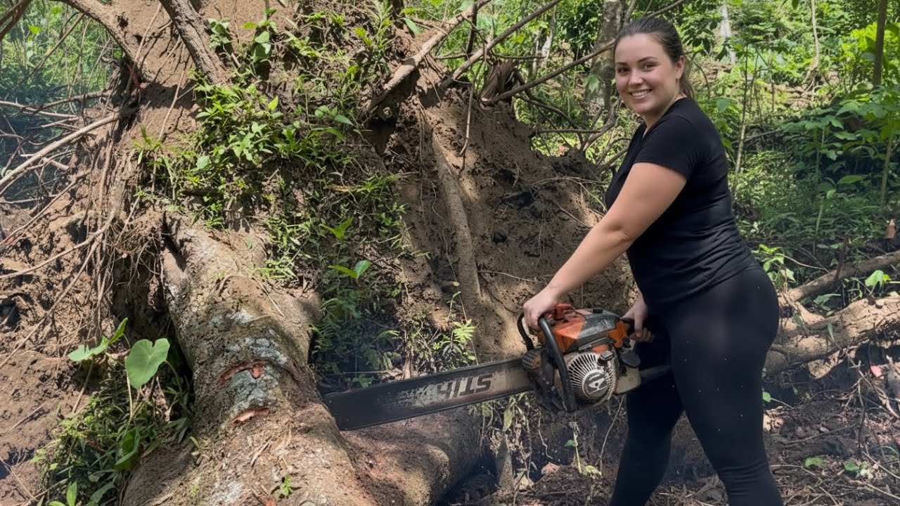 WHAT A SURPRISE! FALLEN TREE WITH INCREDIBLE HEARTWOOD QUALITY