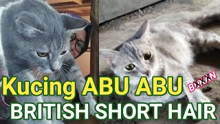 Kucing abu bukan british short hair lo ya temen temen. ini hanya
kampung yang emak dapatkan dari hibahan. tonton video lainnya ounty
on...