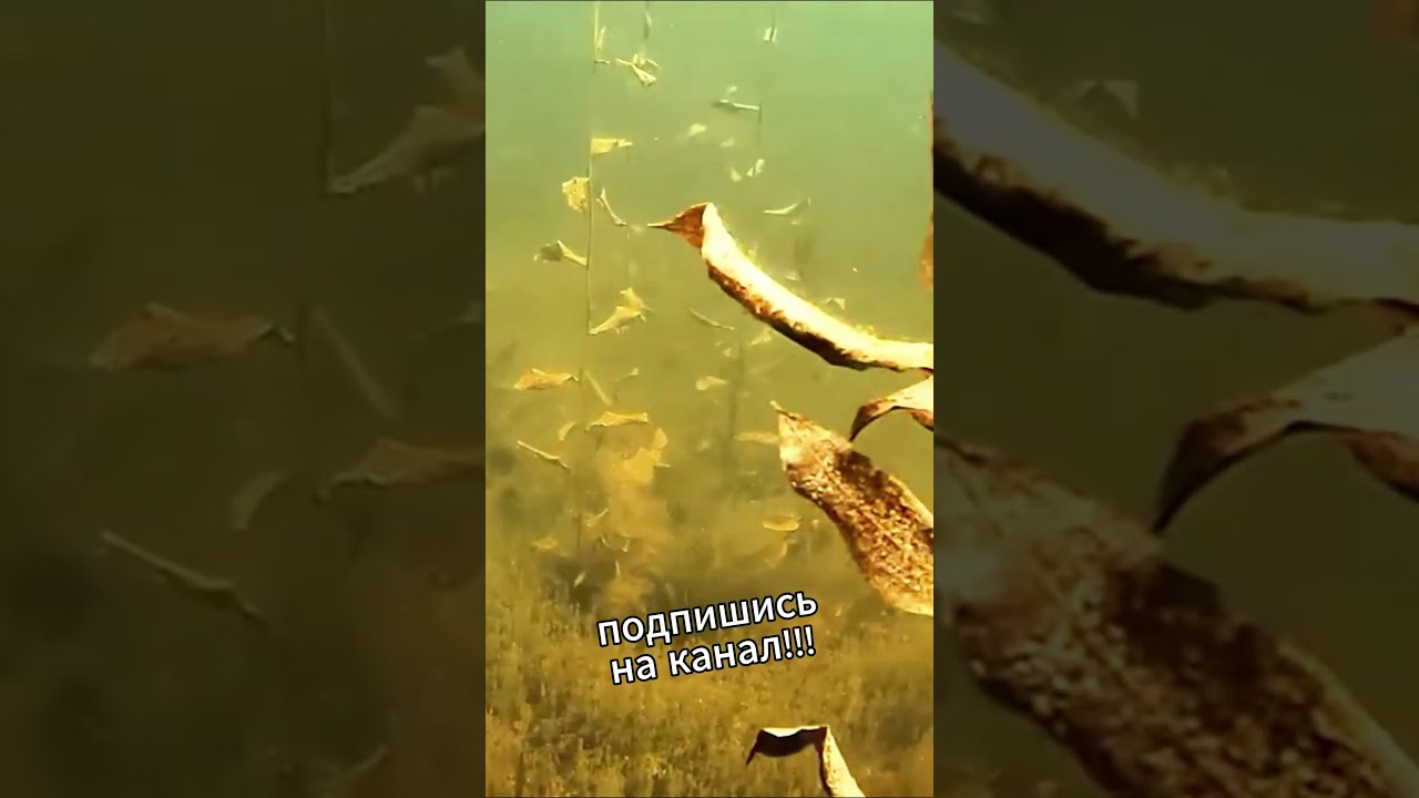 МЯГКАЯ ПРИМАНКА | Berkley PowerBait Gilly Swimbait 🎣 