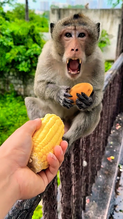 THIS MONKEY IS ANGRY BECAUSE OF SOMETHING STRANGE ⁉️ #viralvideo #lol #funny