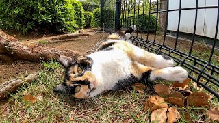 撫でるとゴロンゴロン転がって喜ぶ三毛猫がカワイイ