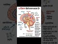 🧠 दिमाग कैसे काम करता है? | Brain Working Explained in Hindi | Brain Secrets 🤯#Brain #HumanBrain