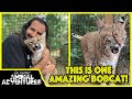 Meet the FRIENDLIEST BOBCAT in the world!