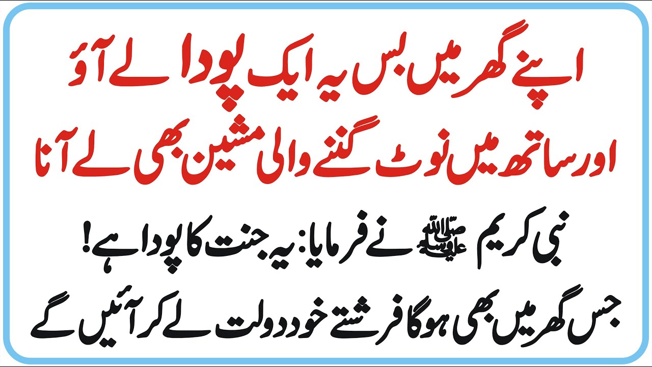 Jannat Ka Pauda | Apne Ghar Main Ye Pauda Le Aao Aur Sath Main Note Ginnay Wali Machine Bhi Le Aana