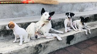 Hearing that one of the puppies was going to be thrown away, I provided education to the owner by StreetDogsCH 260 views 1 month ago 8 minutes, 23 seconds