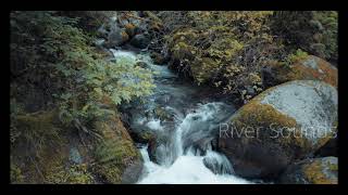 Peaceful Forest River Sounds | Relax, Sleep fast, Study | Sound of Nature