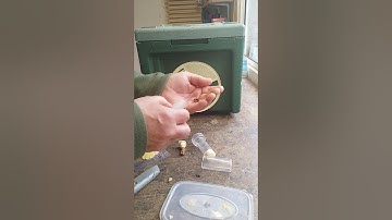 Virgin Queen Introduction into a Payne