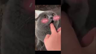 Angry Cat Cute Cat Videos shorts funny_cats tiktok