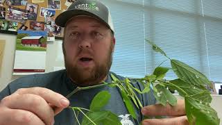 Boxelder Identification
