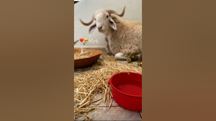 اجواء عيد الاضحى في الجزائر 🇩🇿🔥