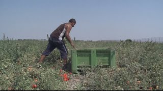 Modern-day slaves: Europe's fruit pickers