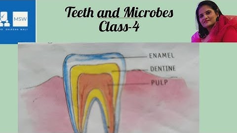 Teeth and microbes class4 Science |Science class4 chapter2| teeth and microbes| living Science