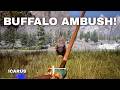 Buffalo Fight in Icarus - Ep 08