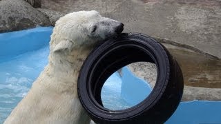 タイヤを投げて遊ぶホッキョクグマ キャンディ~Polar Bear throw a tire