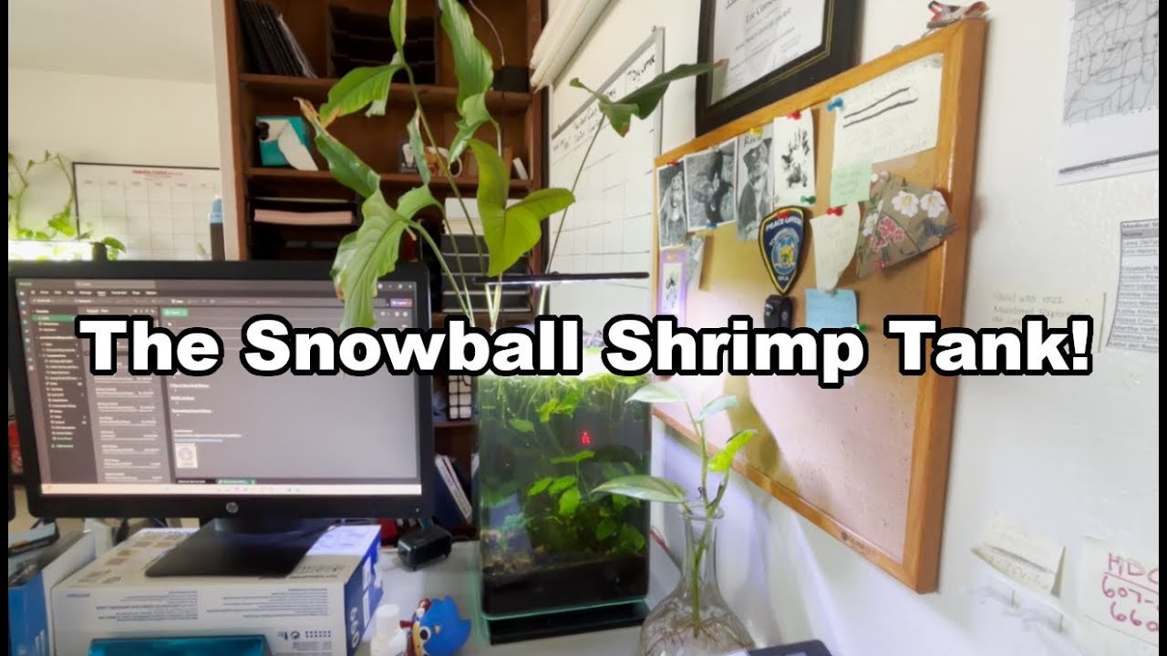 The Snowball Shrimp Tank!