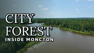 Irishtown Nature Park - A Forest Escape Inside Moncton (4K Drone Cinematic)