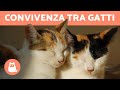 Convivenza tra gatti in casa - Come capire i gatti