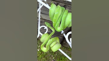 Homegrown Aru x Biak Green Tree Pythons