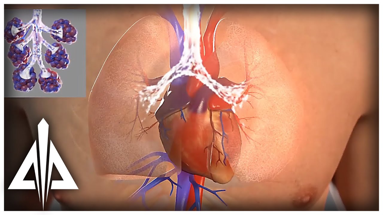 3D Medical Mechanism of Action Reel | Trinity Animation