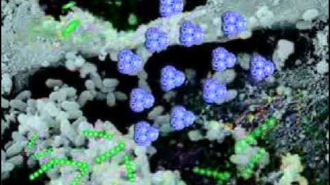 Rumen microbial fermentation (Hani Elzaiat)