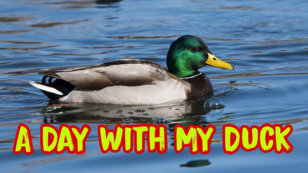 A Day With My Duck | Animal Official