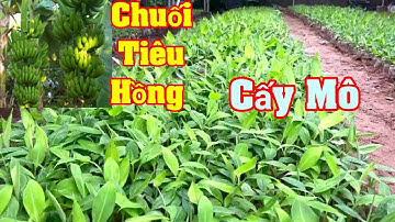 Giống Chuối Tiêu Hồng , Tiêu Lùn Cấy Mô , Chuối Tây Thailand @TRANTRONGPHAM
