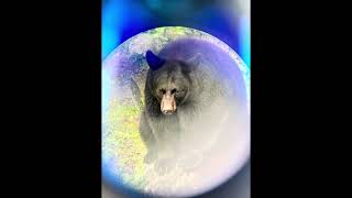 Day 4 Vacation, Sitka Alaska, Sorry Im Late