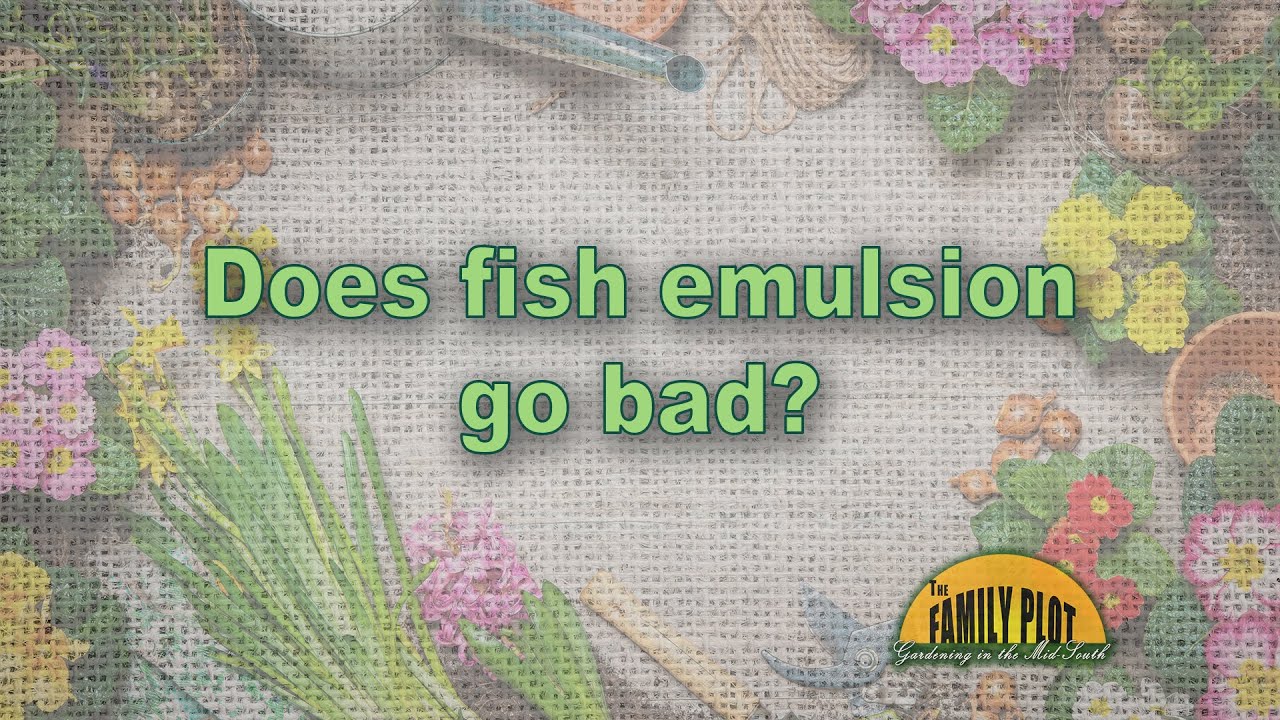 Does fish emulsion go bad?