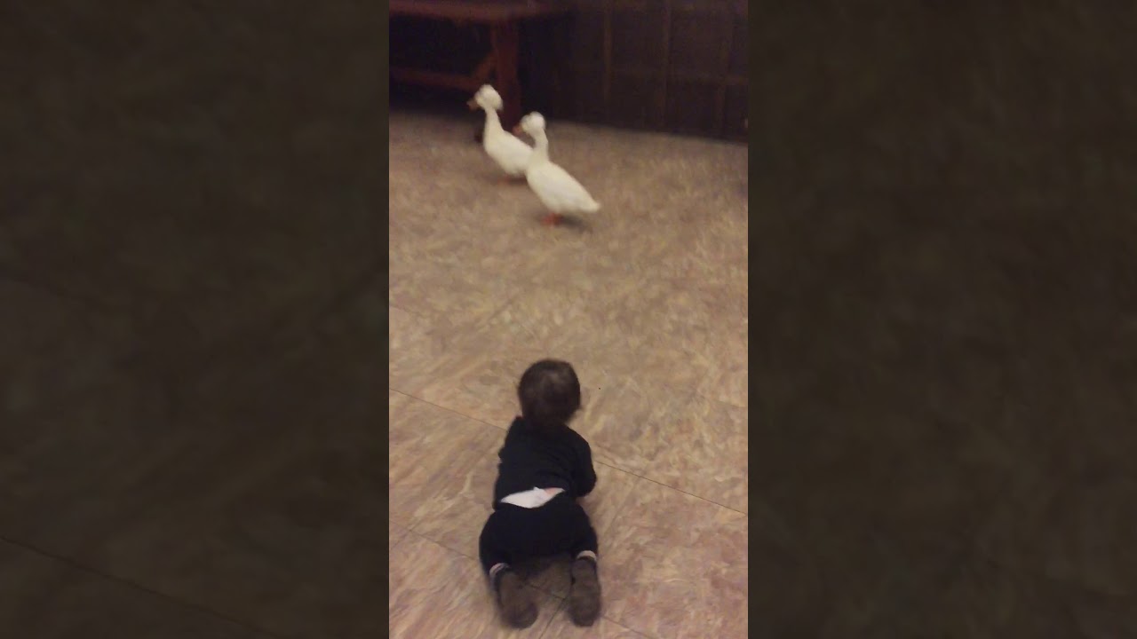 Lulu Chase’s ducks